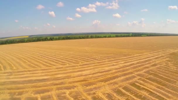 Aerial field of wheat — Stock Video