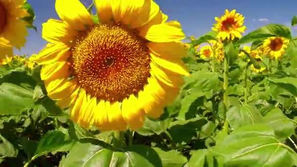 vent balaye tournesols 