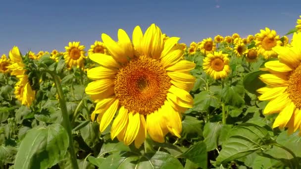 vent balaye tournesols 