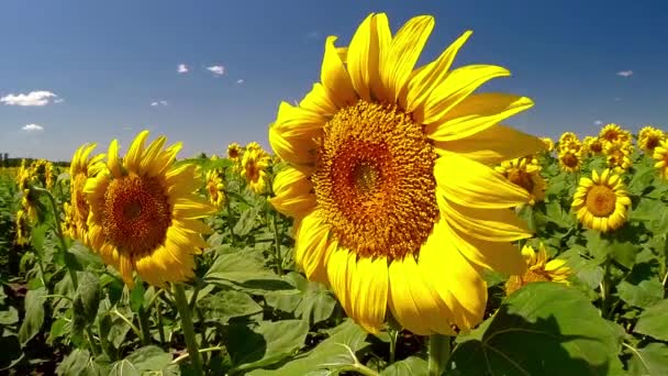 vent balaye tournesols 