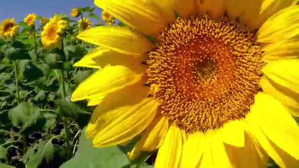 Wind wiegt Sonnenblumen — Stockvideo