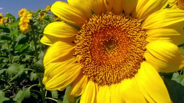 vent balaye tournesols 