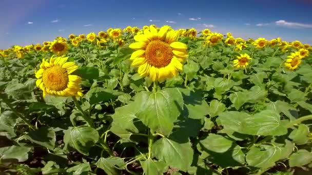 Wind wiegt Sonnenblumen — Stockvideo