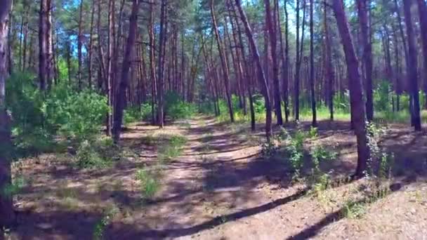 Madera de pino aéreo — Vídeos de Stock