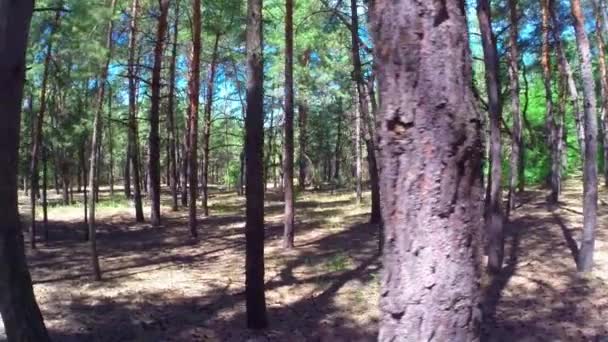 Madera de pino aéreo — Vídeos de Stock