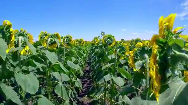 Wind sways sunflowers — Stock Video