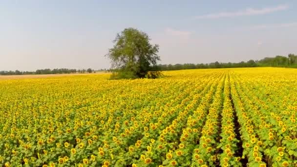 Tournesols lumineux dans le champ — Video