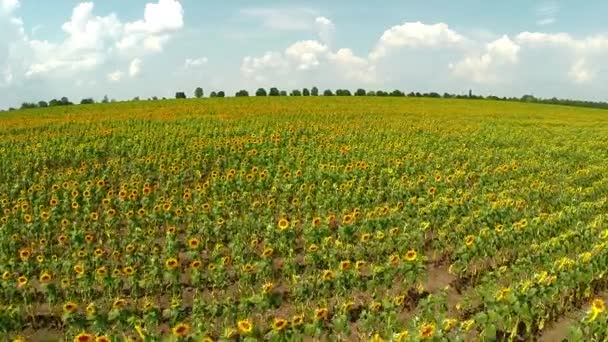 Tournesols lumineux dans le champ 