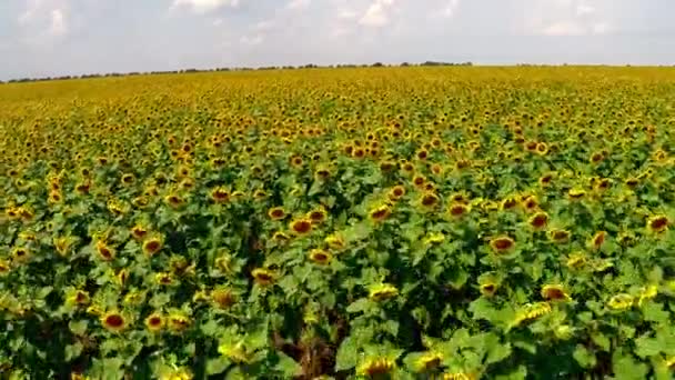 Tournesols lumineux dans le champ 