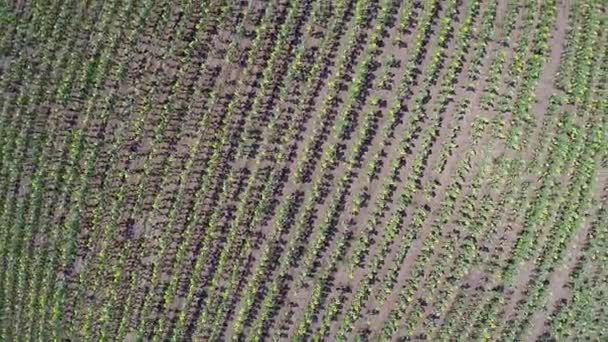 Feld Sonnenblume mit natürlichem Klang — Stockvideo