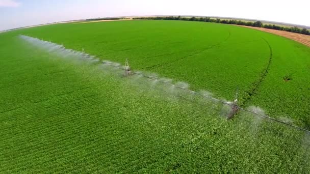 Bewässerungssystem in der industriellen Landwirtschaft — Stockvideo