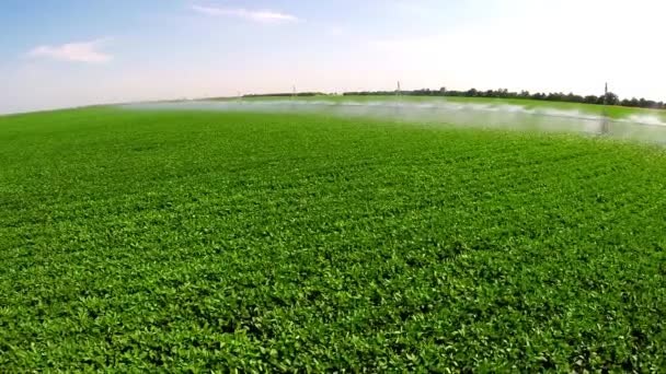 Bewässerungssystem in der industriellen Landwirtschaft — Stockvideo