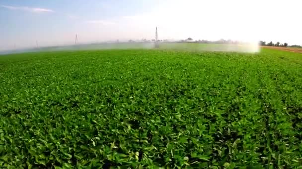 Irrigation system on industrial farm — Stock Video