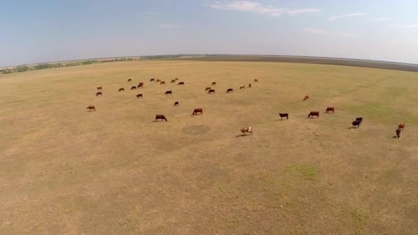 Visão de vacas em pasto — Vídeo de Stock