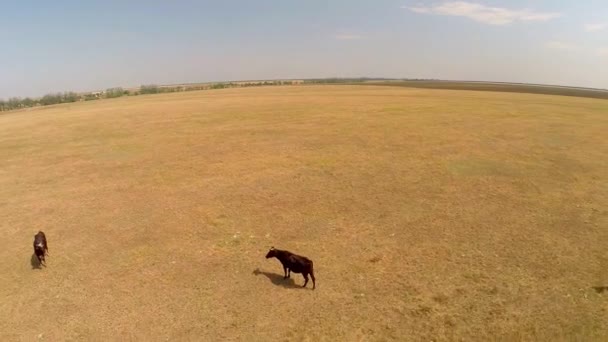 Вид коров на пастбище — стоковое видео