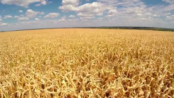 Вид желтого кукурузного поля — стоковое видео