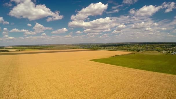 Вид желтого кукурузного поля — стоковое видео