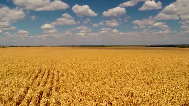 Vista de un campo de maíz amarillo — Vídeo de stock