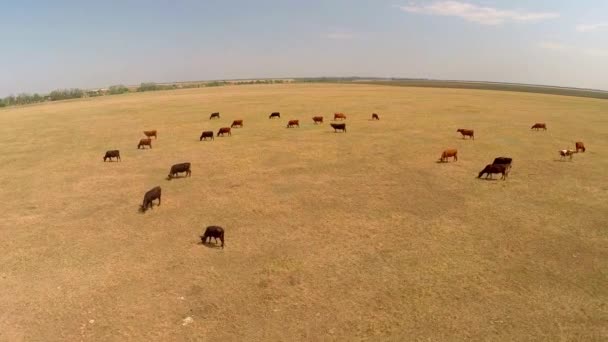 Θέα από αγελάδες για βοσκότοπο — Αρχείο Βίντεο