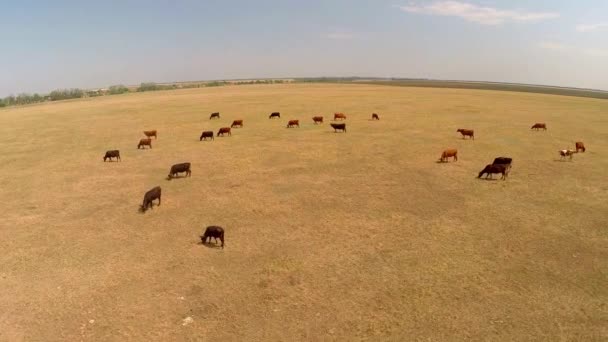 Vista de las vacas en los pastos — Vídeos de Stock