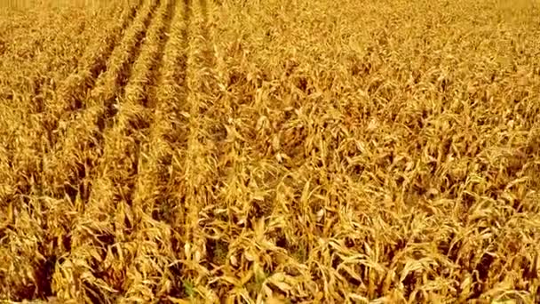 Campo de maíz aéreo — Vídeo de stock
