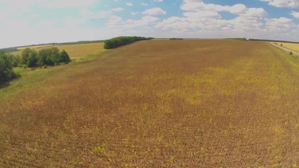 Feld Sonnenblume mit natürlichem Klang — Stockvideo