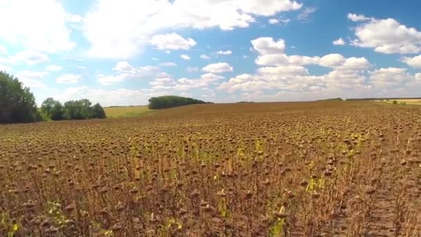 Girassol de campo com som natural — Vídeo de Stock