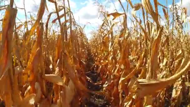 Campo de maíz con plantas — Vídeos de Stock
