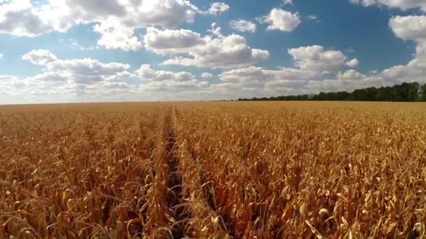 Widok żółtego pola kukurydzy — Wideo stockowe