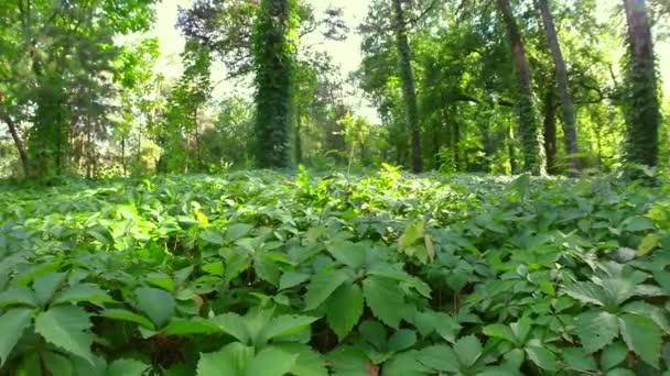 Дикі виноградні лози — стокове відео