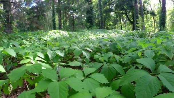 Viñas de uva silvestre — Vídeo de stock