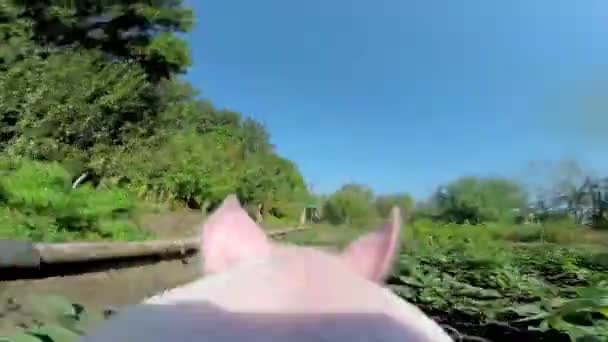 Cerdo va a una granja — Vídeo de stock