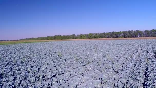 Coles moradas en el campo — Vídeos de Stock