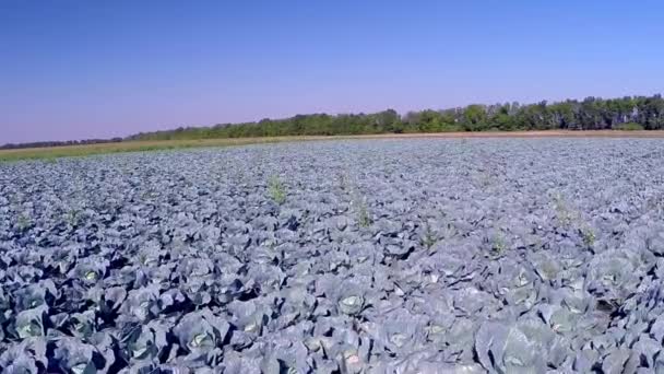 Purple cabbages in the  field — Stock Video