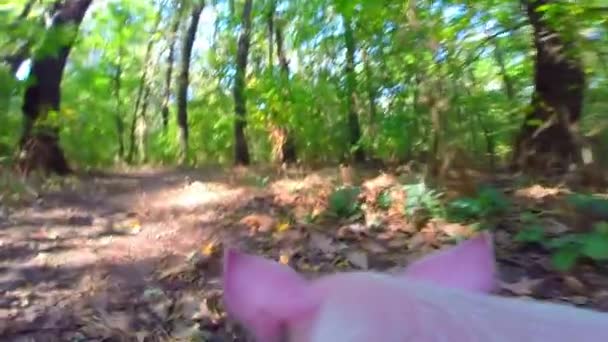 Cerdo corre sobre madera — Vídeos de Stock