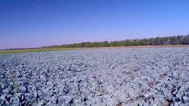 Purple cabbages in the  field — Stock Video