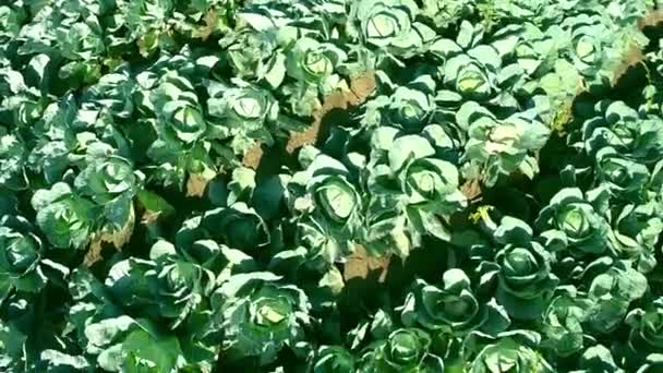 Green cabbage field — Stock Video