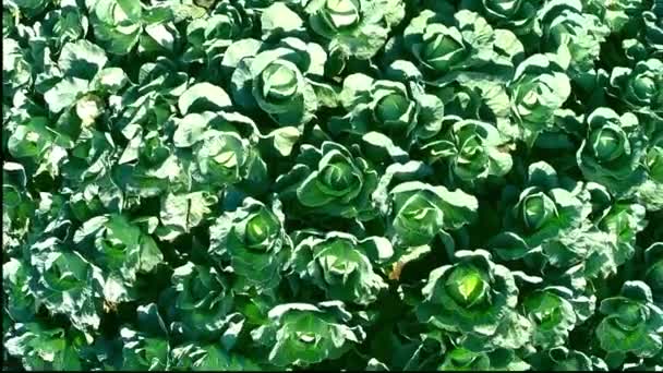 Groene kool veld — Stockvideo