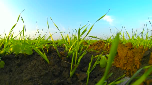 Vuelo sobre campo de trigo — Vídeos de Stock