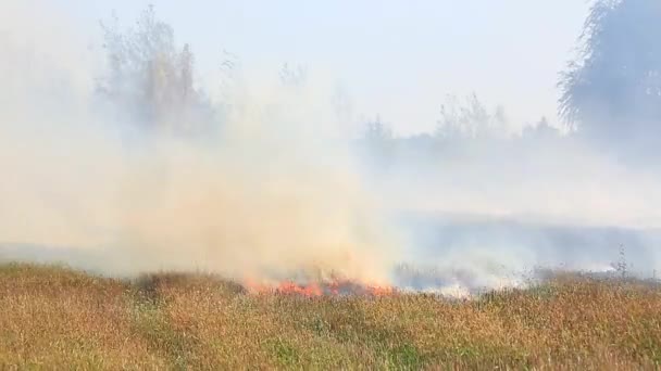 Fuego y humo en el campo — Vídeos de Stock