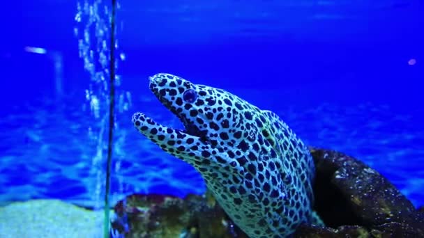 Enguia tigre moray — Vídeo de Stock