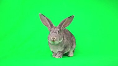 Şirin gri tavşan