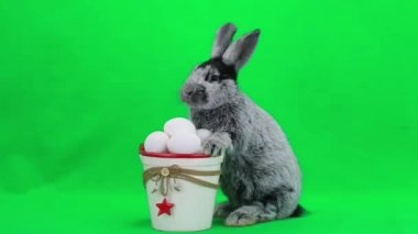 Yumurta paskalya tavşanına gri