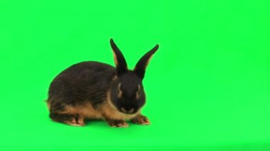 şirin tüylü tavşan