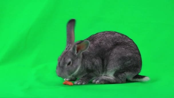 Lapin mangeant de la carotte — Video