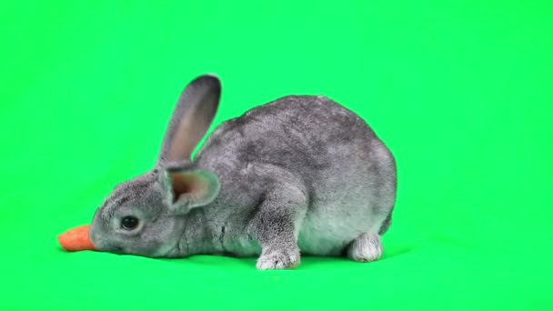 Conejo comiendo zanahoria — Vídeo de stock