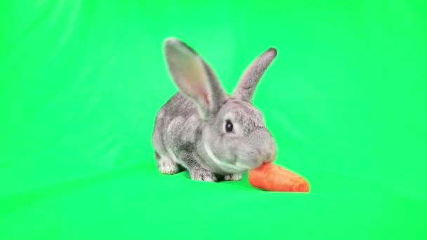 Lapin mangeant de la carotte — Video