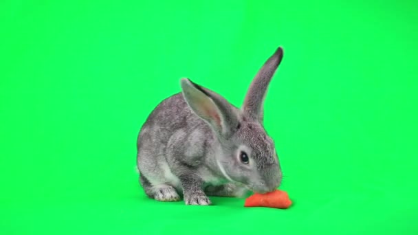 Tavşan havuç yeme — Stok video