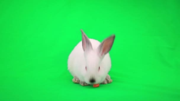 Rabbit eating  carrot — Stock Video