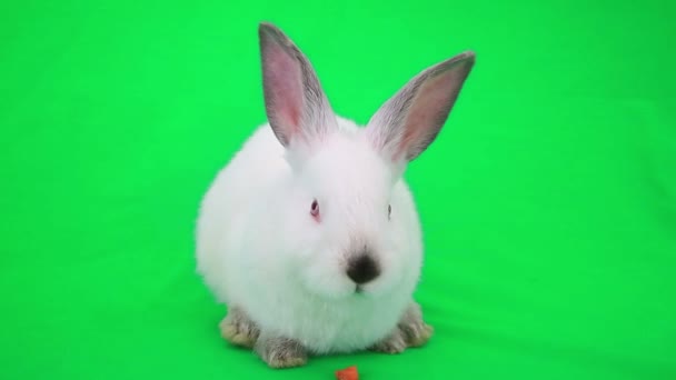 Кролик ест морковь — стоковое видео